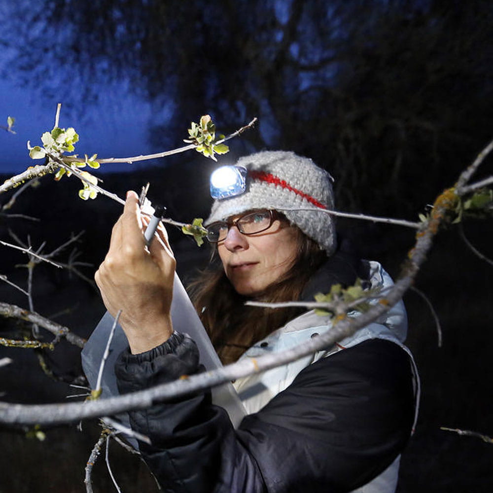 Blair McLaughlin in the field with blue oak