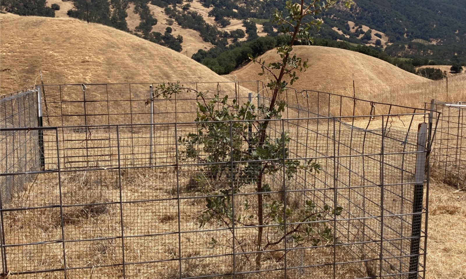 A young blue oak seedling protected by a wire cage at a field gene bank site in the California foothills