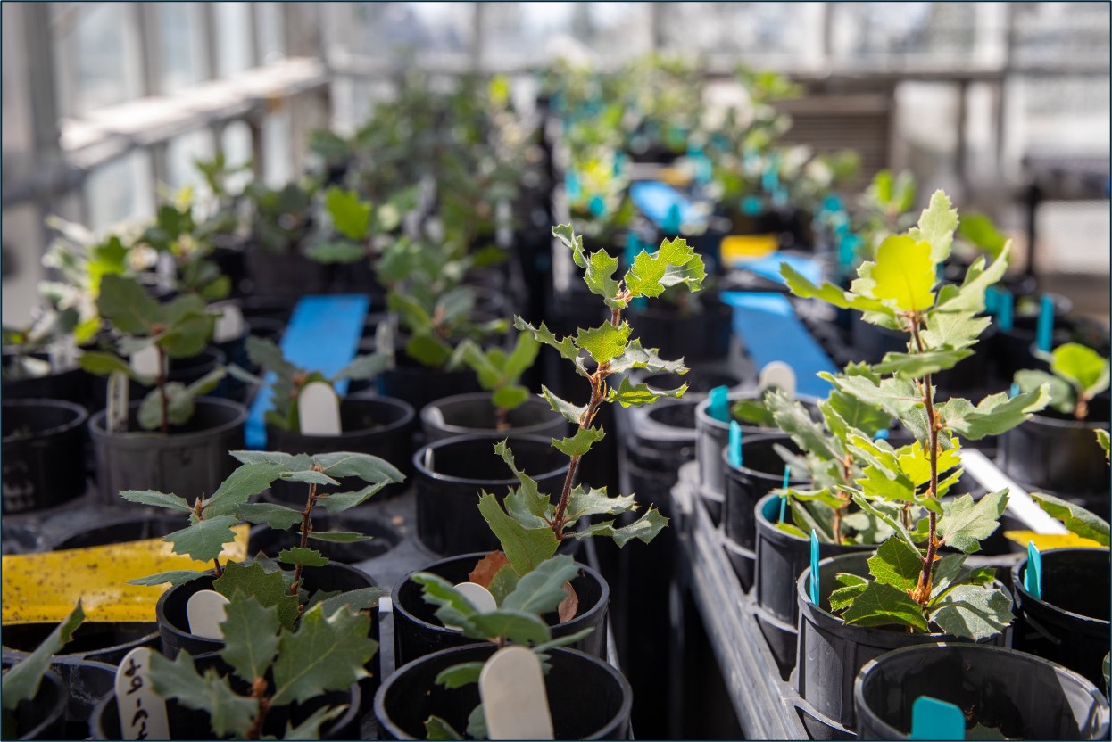 Blue oak seedlings in greenhouse for genomics research