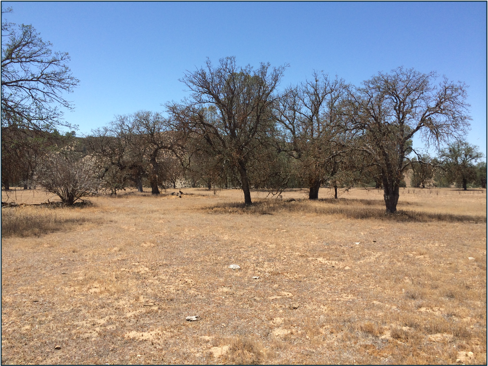 Drought-stressed blue oak woodland in California