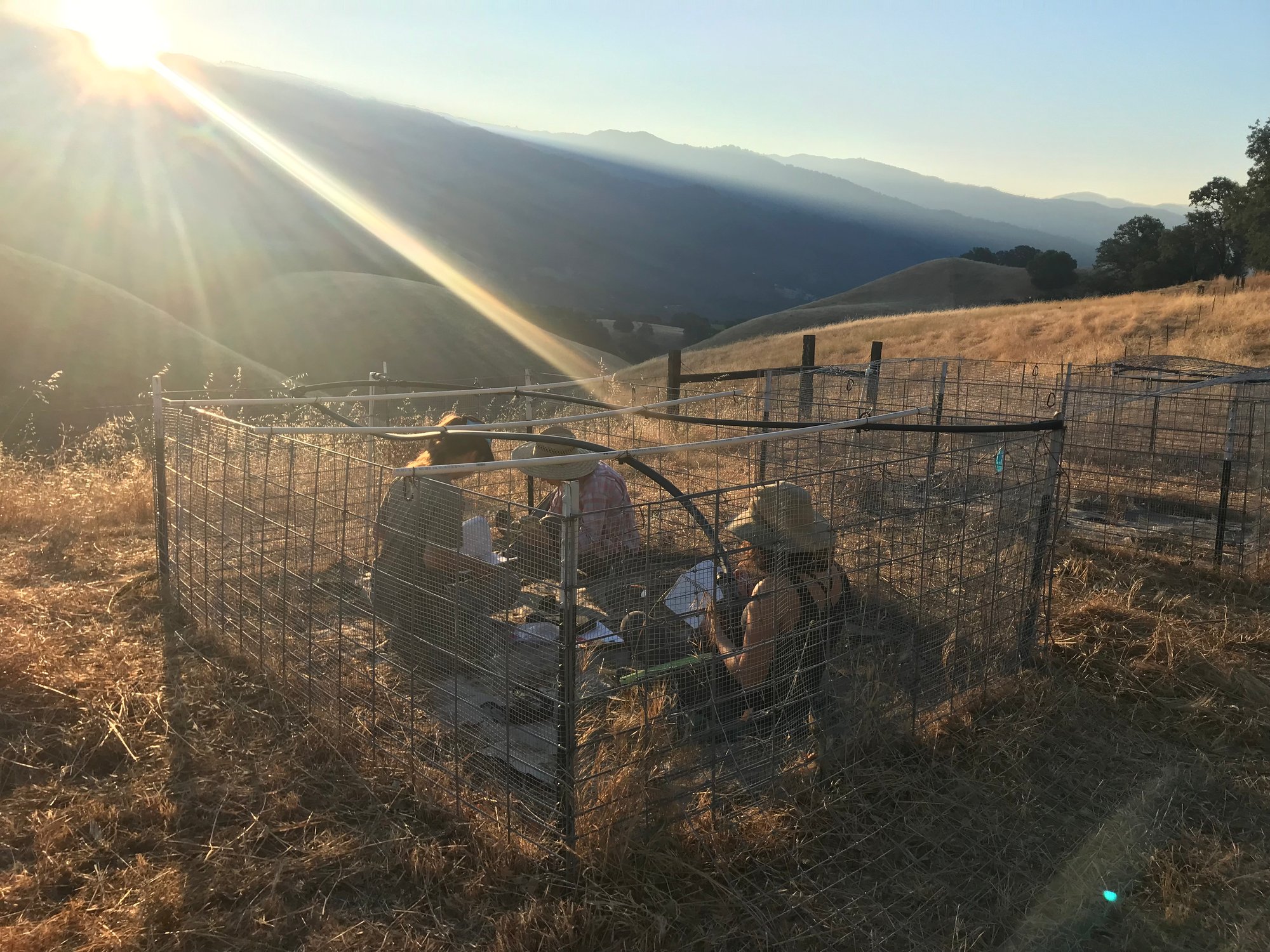 The team monitoring outplanted blue oaks inside a Living Library enclosure at dusk, with sun over the coastal hills