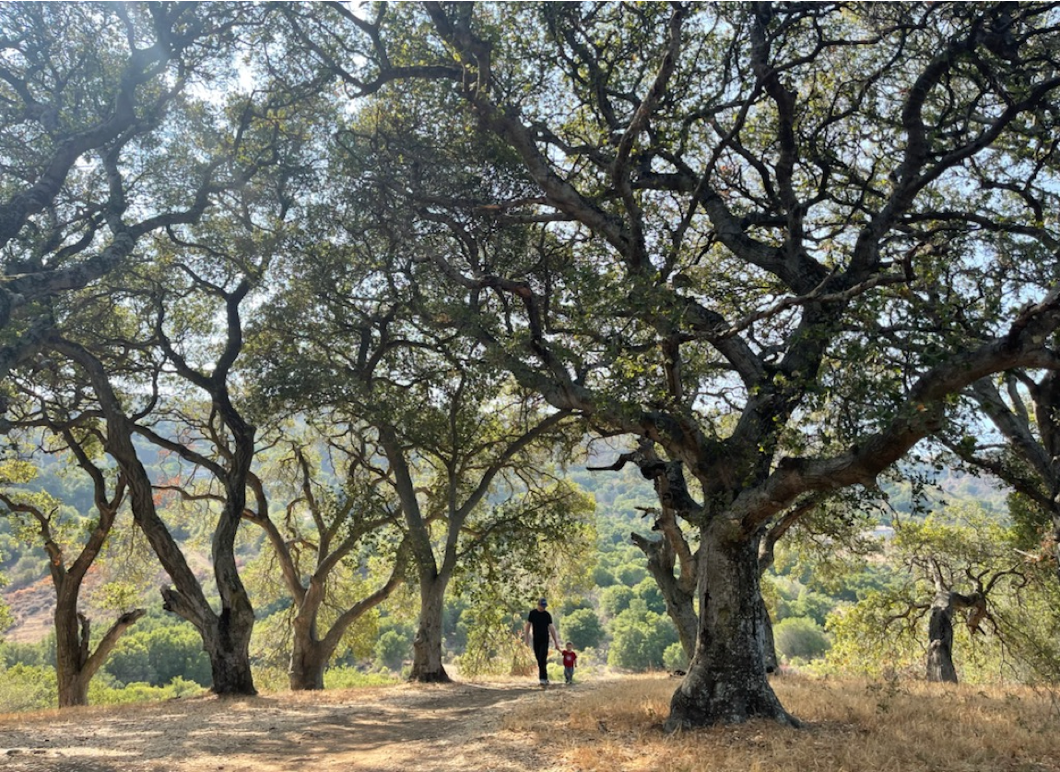 Parent and child walking through California oak woodland