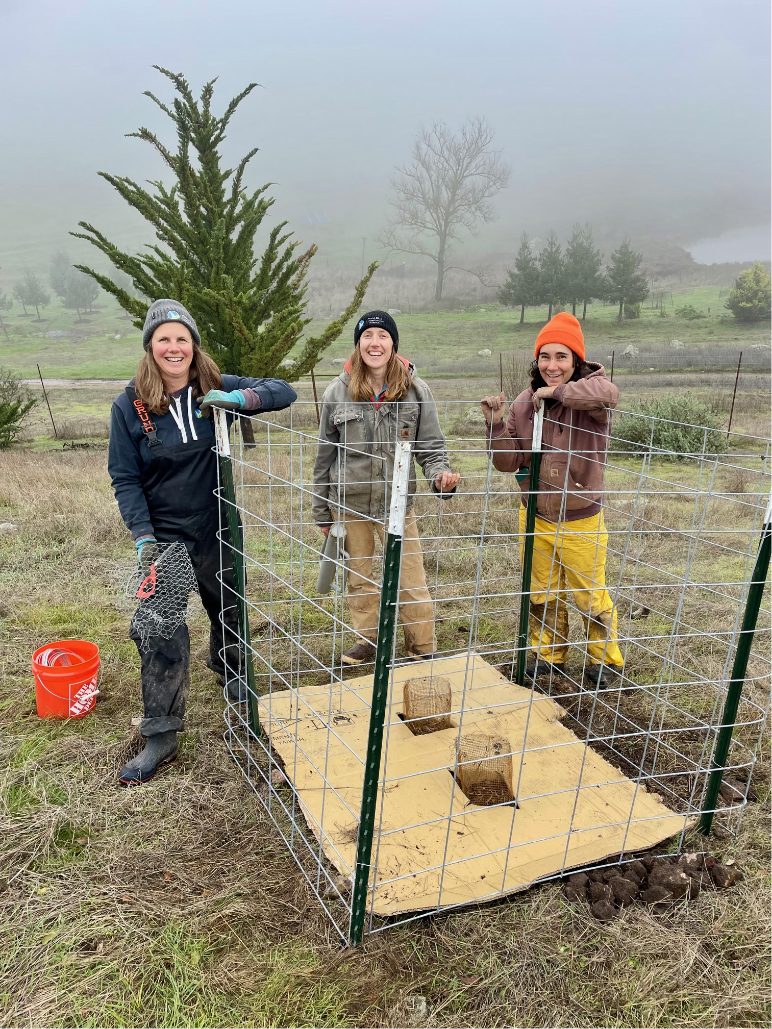 Protecting new plantings