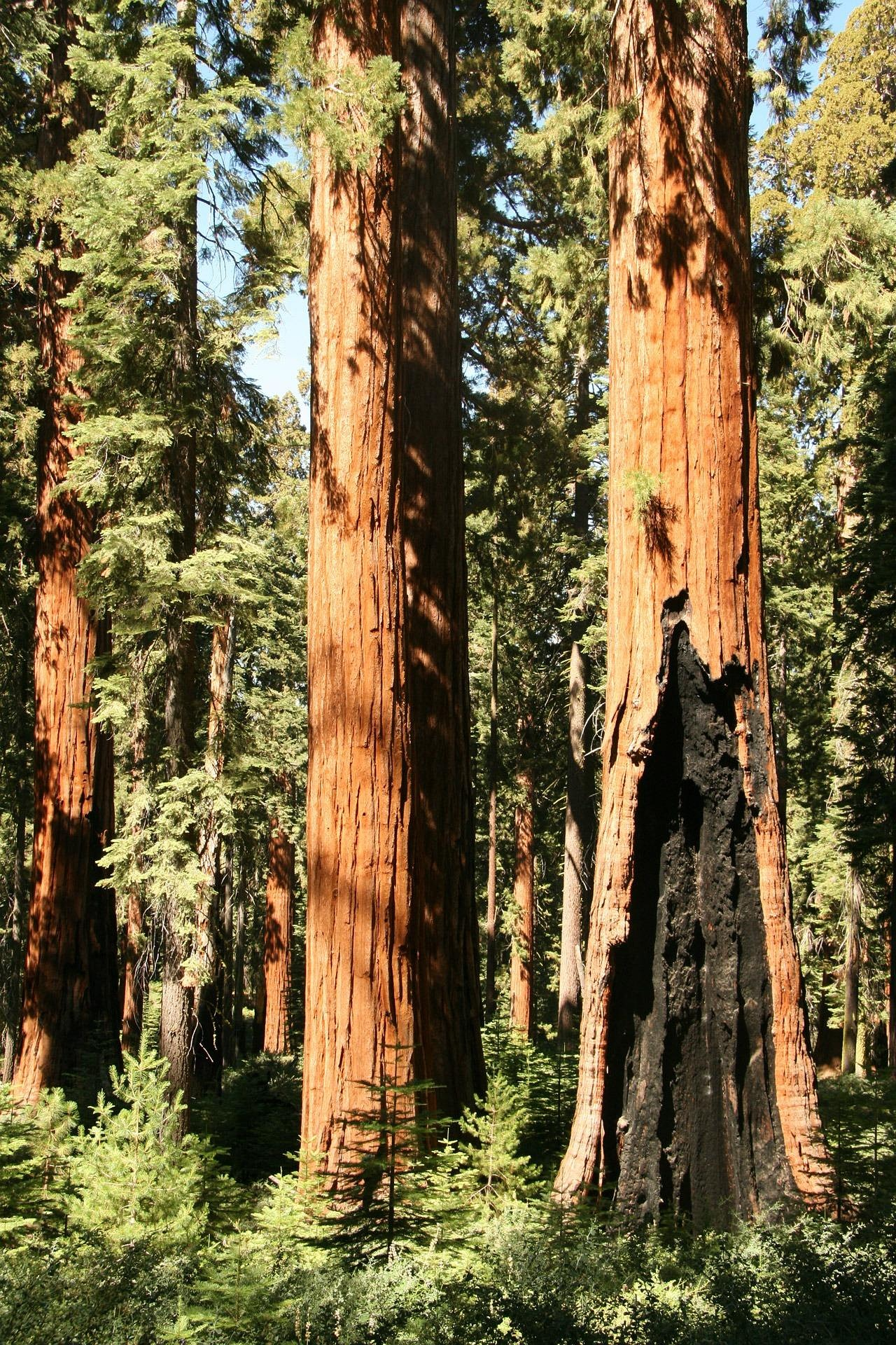 Giant sequoia redwood forest